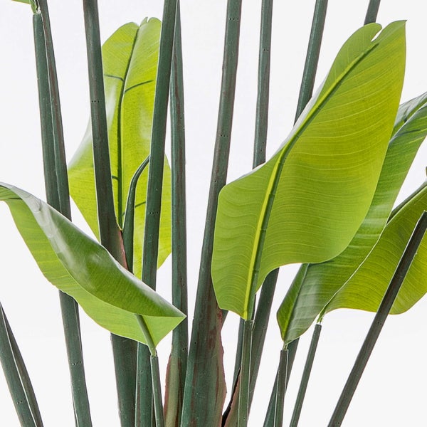 Cordyline-Pflanze mit langen grünen Blättern, hellgrünen und gelben Streifen sowie roten Rändern.