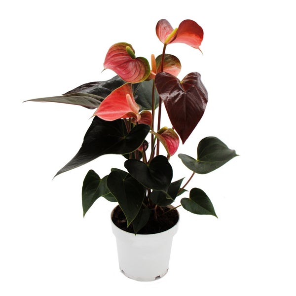 Regenbogen-Flamingoblume - Anthurium andreanum Rainbow Champion - Anthurie - 14cm Topf