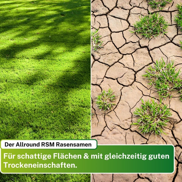Greenyp® Ultimate I Premium RSM Schattenrasen mit 100% RSM Gräsern I 2,5kg für 100m² I Nachsaat Grassamen Rasensamen Rasensaat Gras für schattige & trockene Standorte