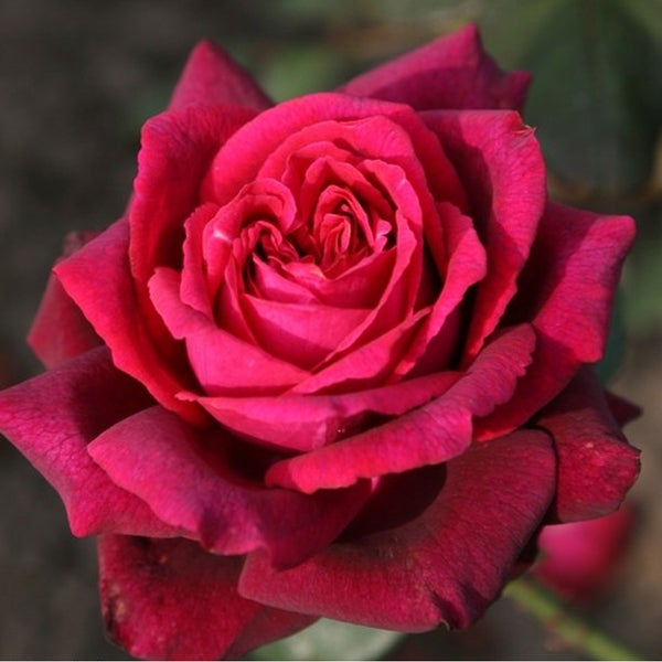 Nahaufnahme einer einzelnen, roten Rose mit geöffneter Blüte.