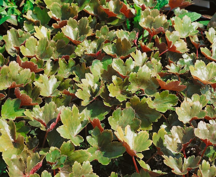Saxifraga cortusifolia var.fortunei, Steinbrech, ca. 9x9 cm Topf