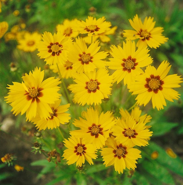 Coreopsis lanceolata 'Walter', Mädchenauge, gelb, ca. 9x9 cm Topf