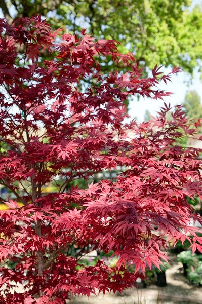 Japanischer Ahorn mit roten Blättern