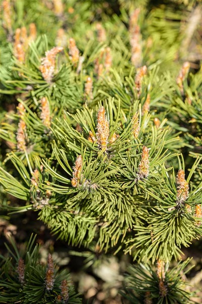 Nahaufnahme einer Latschenkiefer im Garten