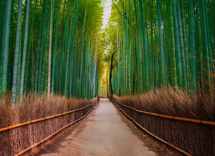 Fototapete mit Motiv eines Waldweges durch einen dichten Bambuswald mit hohen grünen Stangen und niedrigen Zäunen aus Naturmaterialien.