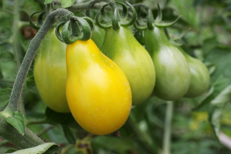 SAFLAX Geschenk Set - BIO - Tomate - Yellow Submarine - Solanum lycopersicum - 10 Samen - Mit Geschenkbox, Versandaufkleber, Geschenkkarte und Anzuchtsubstrat