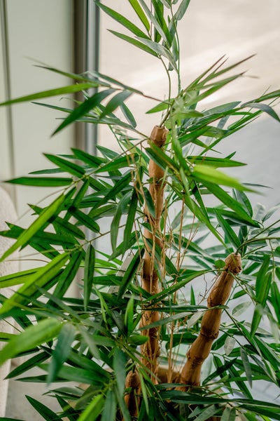 bambus fargesia große blätter Nicht wuchernder Bambus 'Winter Joy' kaufen | Fargesia murieliae 'Winter  Joy'