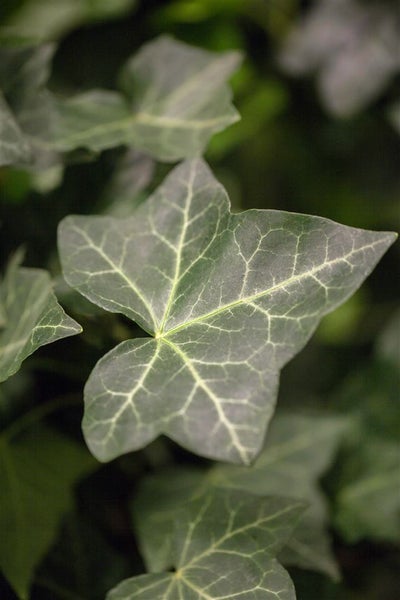 Hedera helix 'Hibernica', Irischer Efeu, 80–100 cm