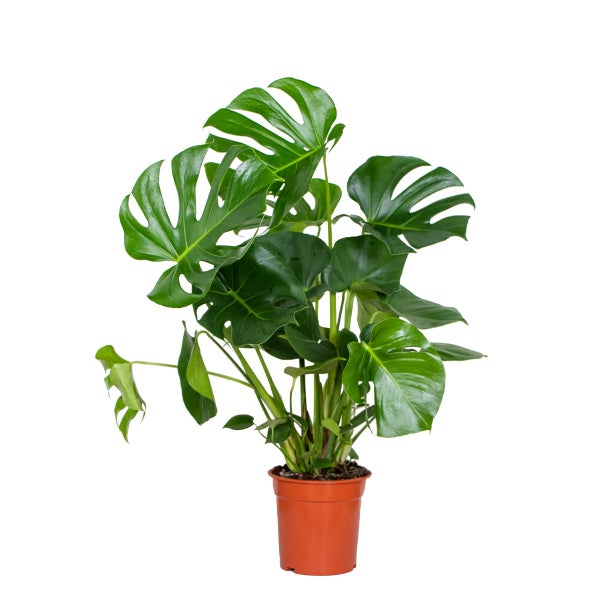 Monstera Deliciosa - Lochflanze - Zimmerpflanze - Desodorierend – ⌀21 cm – ↕70-80 cm