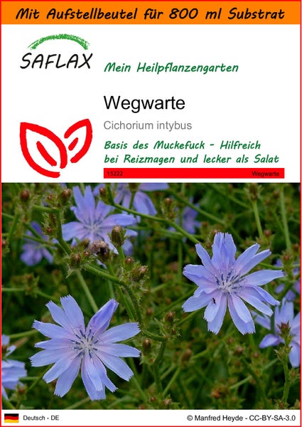 SAFLAX Garden in the bag - Wegwarte - Cichorium intybus - 250 Samen - Mit Anzuchtsubstrat im praktischen, selbst aufstellenden Beutel