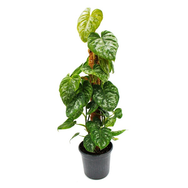 Ausgefallene Rankpflanze am Moosstab Philodendron brandtianum 'Silver' Silberner Baumfreund ca. 80cm hoch 16cm Topf