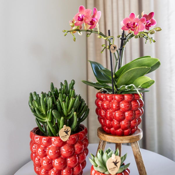 Kolibri Orchids COMBI DEAL von 4 roten Phalaenopsis Orchideen Kongo Topfgröße 9cm blühende Zimmerpflanze frisch vom Züchter