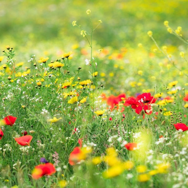 Blumenwiese mit Margeriten und Mohnblumen