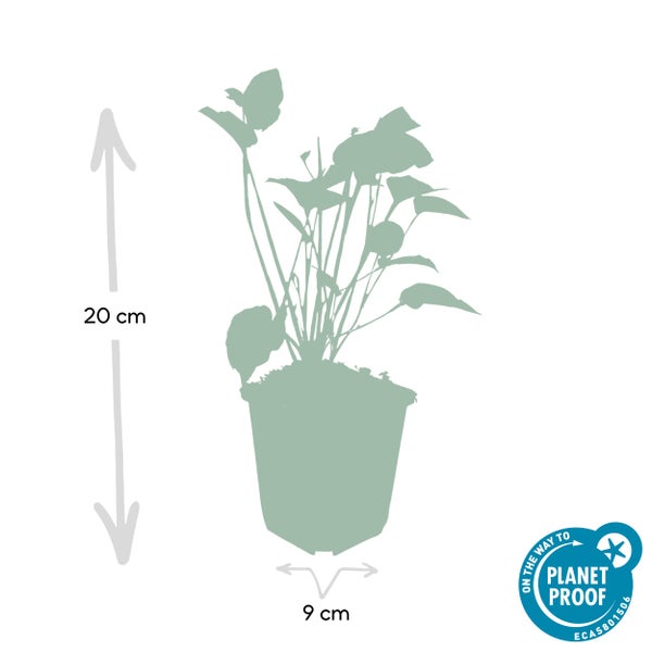 Silhouette einer Pflanze im Topf, Höhe 20 Zentimeter, Topfbreite 9 Zentimeter, On the way to Planet Proof zertifiziert.
