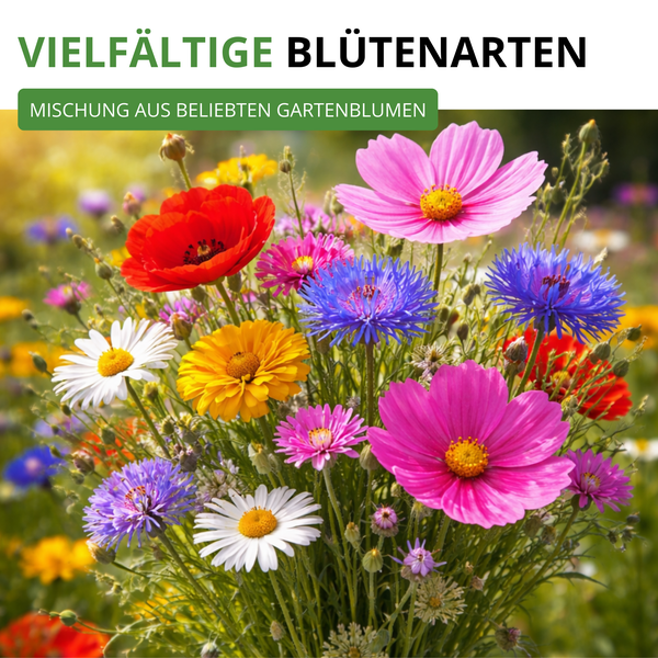 Vielfältige Blütenarten - Mischung aus beliebten Gartenblumen wie Kosmeen, Klatschmohn, Kornblumen und Margeriten.