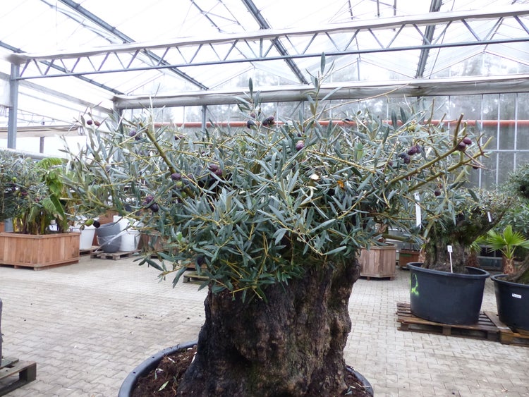 exakt dieser Baum Nr. 318, 180 cm, Olivenbaum, Bonsai, knorrige alte urige Olive winterhart