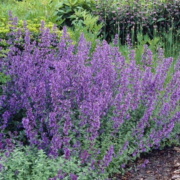 Blühende Katzenminze im Gartenbeet