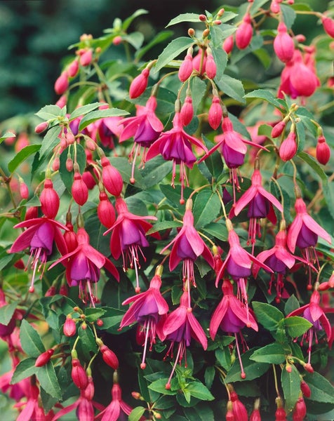 Fuchsienblüten mit grünen Blättern
