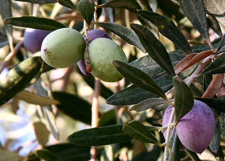 SAFLAX Garden to go - Ölbaum - Olea europea - 20 Samen - Mit Topf, Klima - Deckel und Anzuchtsubstrat