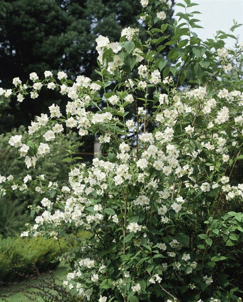 Philadelphus 'Schneesturm', Duftjasmin, weiß, 60–100 cm