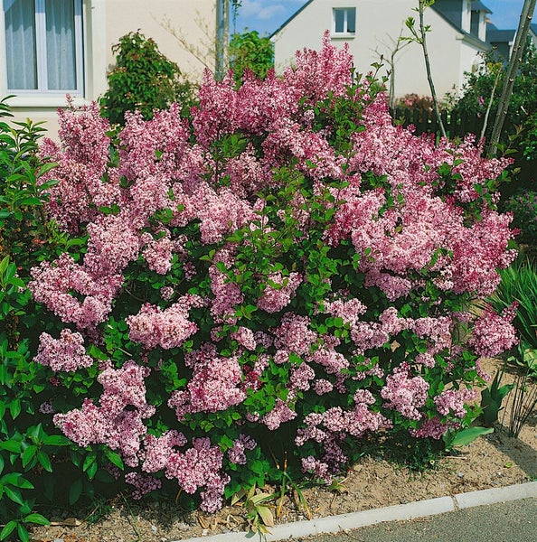 Blühender Zwergflieder im Garten