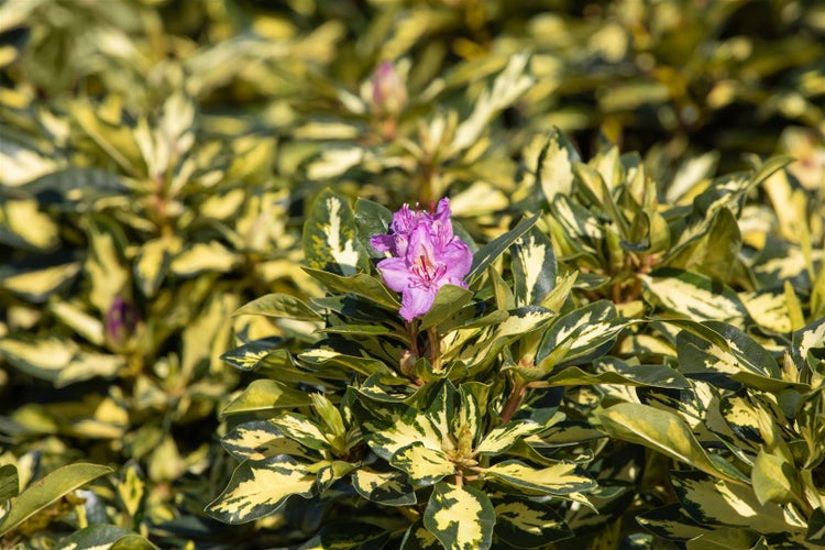 Rhododendron Hybr. 'Blattgold', Rhododendron, gelbgrün, 30–40 cm
