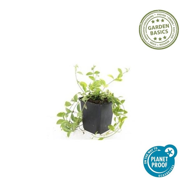Grüne Pflanze im schwarzen quadratischen Kunststofftopf, Garden Basics Logo, nachhaltig produziert mit Planet Proof Zertifizierung.