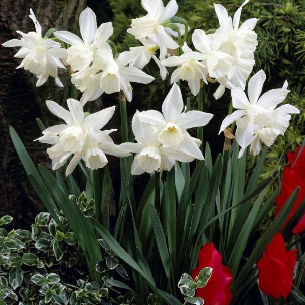 Nahaufnahme von weißen Narzissen in voller Blüte.