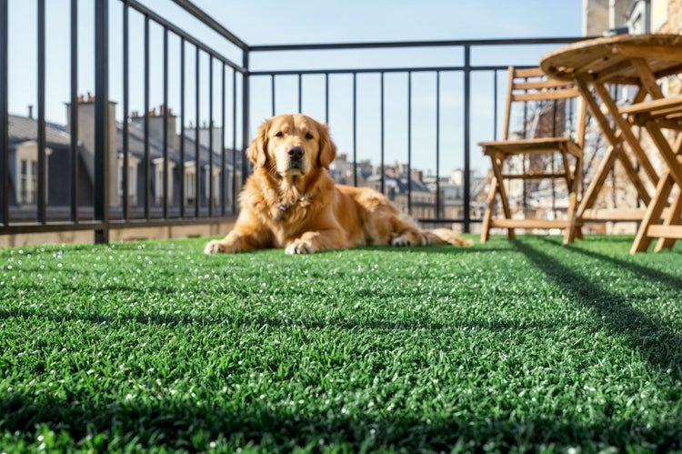 Ein Golden Retriever liegt entspannt auf einem Balkon mit Kunstrasen. Im Hintergrund stehen ein Holztisch und ein Stuhl auf dem Balkon.