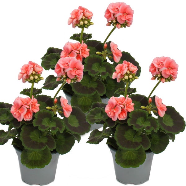Stehende Pelargonie Pelargonium zonale mit lachsfarbenen Blüten und gemusterten Blättern im Kunststofftopf