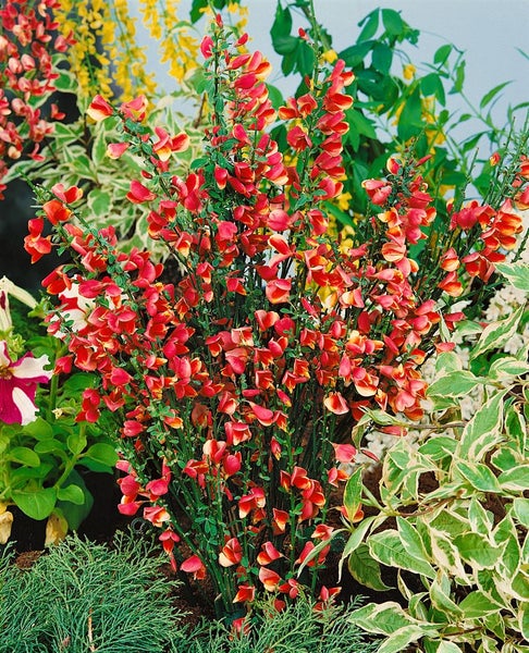 Cytisus scoparius 'Andreanus Splendens', Besenginster, gelb-rot, 60–80 cm