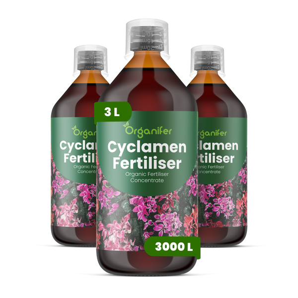 Nahaufnahme von rosa Alpenveilchen an dünnen Stielen, Organifer Logo.