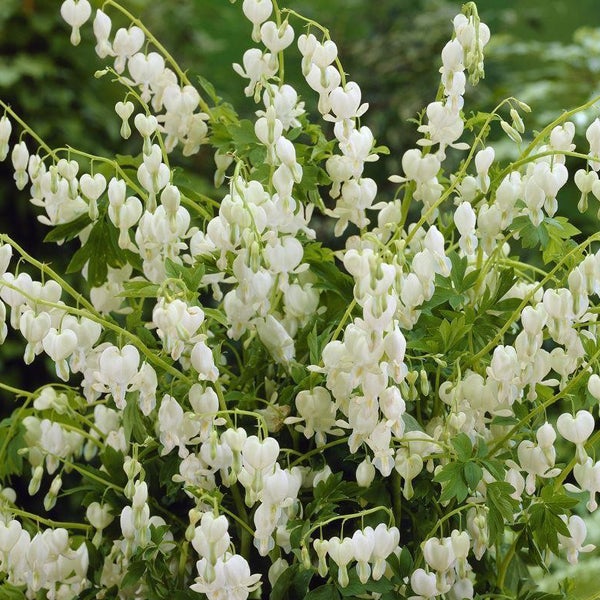 Tränendes Herz Pflanze mit weißen Blüten