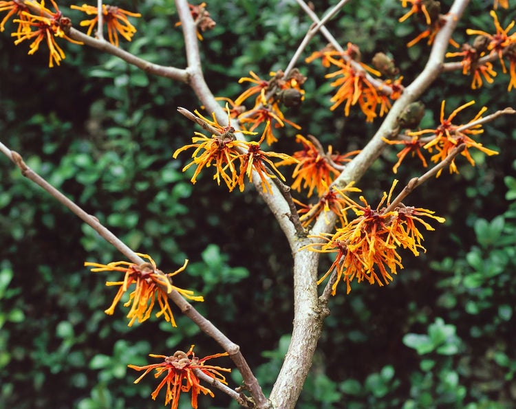 Hamamelis intermedia 'Aphrodite', Zaubernuss, orange Blüten, 50–60 cm