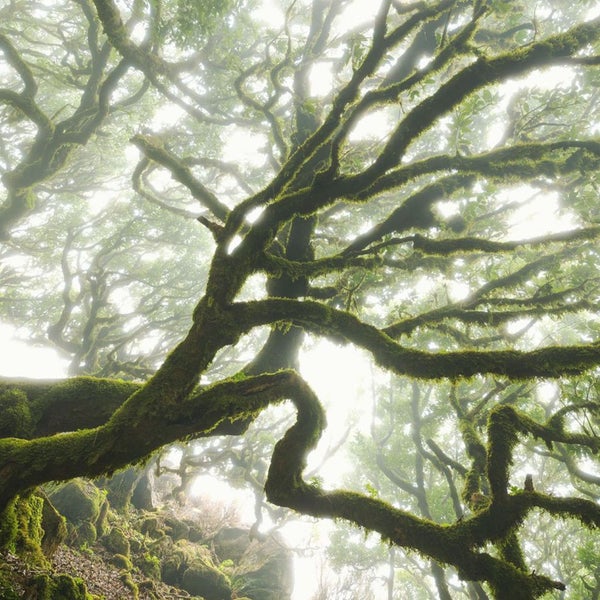 Blick in einen Wald mit moosbewachsenen Ästen