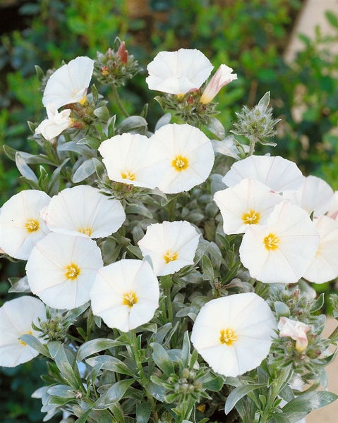 Convolvulus cneorum, Silberwinde, silbrig-weiß, ca. 9x9 cm Topf