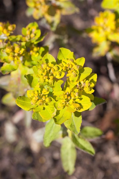 Euphorbia polychroma, Gold-Wolfsmilch, ca. 9x9 cm Topf