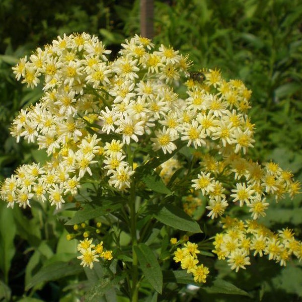 Goldrute Pflanze mit gelben Blüten