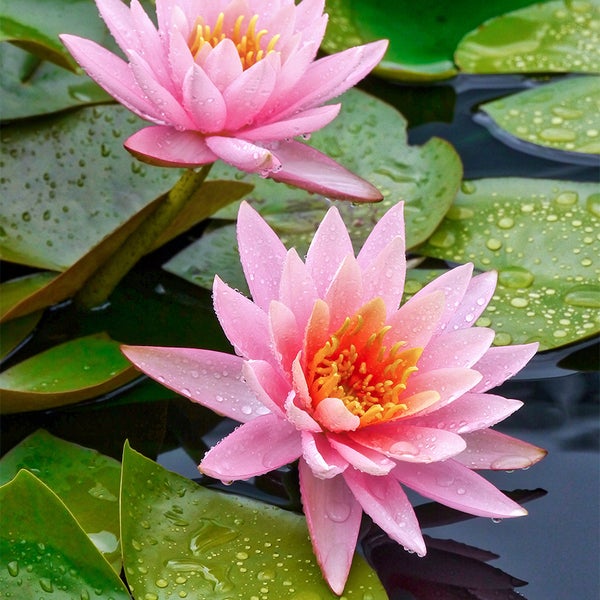 Zwei blühende rosa Seerosen mit gelber Mitte auf einem Teich, umgeben von grünen Seerosenblättern mit Wassertropfen.