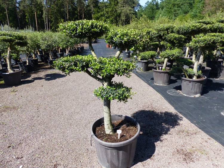 Olivenbaum 5 Pon Pon Bonsai Formgehölz Gartenbonsai Olea europaea Olive winterhart