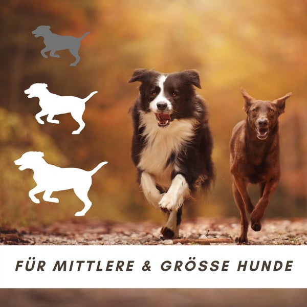 Zwei Hunde rennen auf einer Waldstraße, geeignet für mittlere und große Hunde