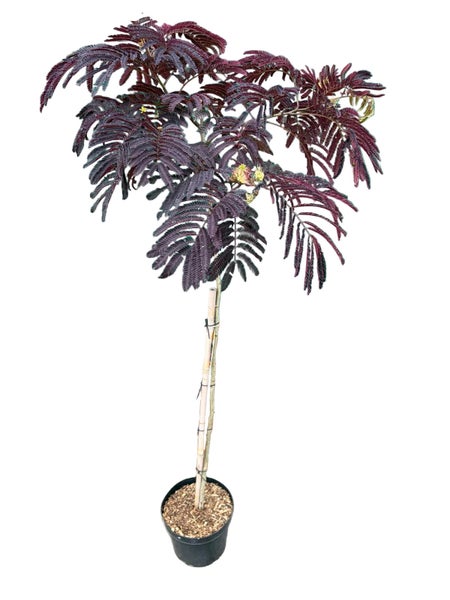 Albizia julibrissin Sommerflieder mit gefiederten Blättern in einem Kunststofftopf mit Stützstab.