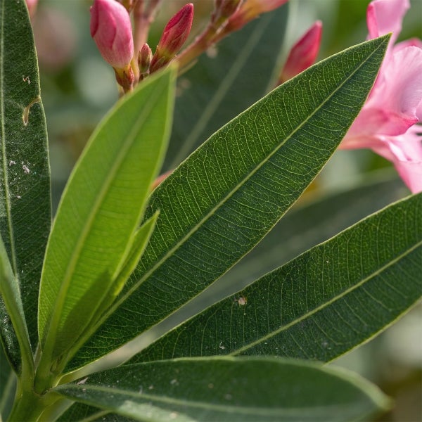 Nahaufnahme einer Oleanderpflanze Nerium oleander mit grünen Blättern und rosa Blütenknospen.