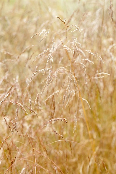 Deschampsia cespitosa 'Goldschleier', Goldschleiergras, ca. 9x9 cm Topf