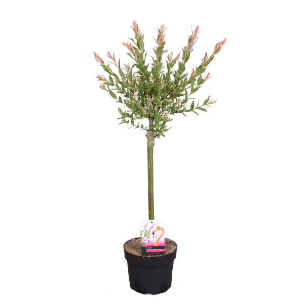 Salix Flamingo – Buntweide – Zierweide – Winterheart – ⌀17 cm – ↕75-85 cm