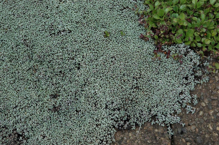 Bodendecker mit kleinen gelben Blüten wächst in den Fugen zwischen großen Natursteinen in einem Steingarten.