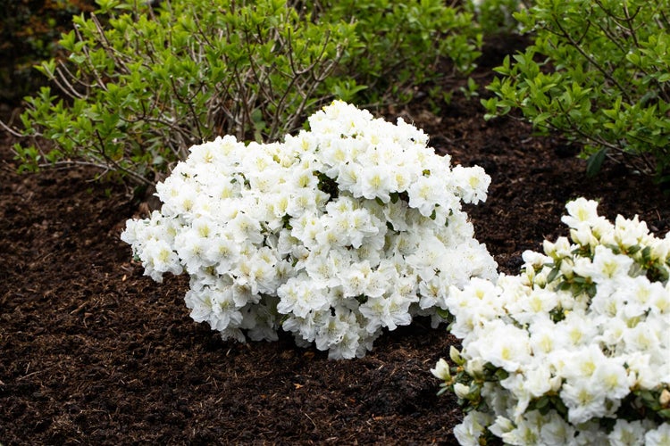 Rhododendron 'Cunninghams White', weiß, 30–40 cm, INKARHO