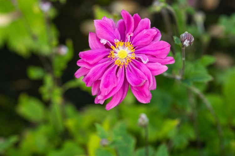 Anemone japonica 'Bressingham Glow', Herbstanemone, rosa, ca. 9x9 cm Topf