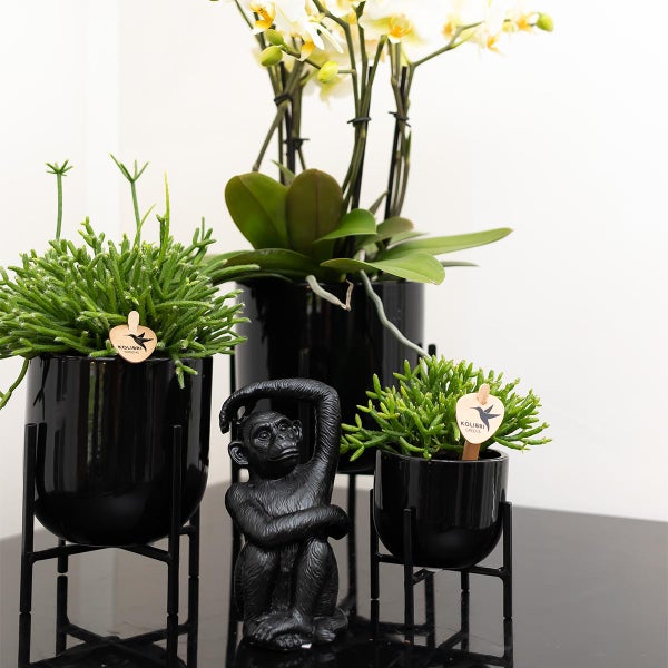 Komplettes Pflanzenset Home Hub Grünpflanzen mit weißer Phalaenopsis-Orchidee inkl. schwarzen Keramik-Ziertöpfen und Zubehör