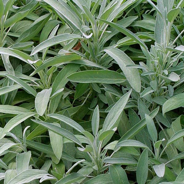 Salbei Pflanze mit länglichen Blättern